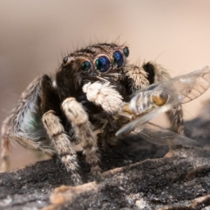 Maratus vespertilio at Watson, ACT - suppressed