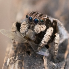 Maratus vespertilio at Watson, ACT - 30 Oct 2022