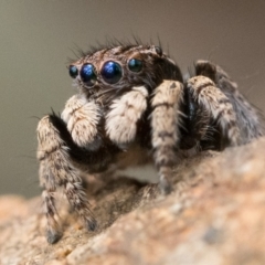 Maratus vespertilio at Watson, ACT - 30 Oct 2022