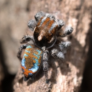 Maratus calcitrans at Watson, ACT - suppressed