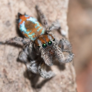 Maratus calcitrans at Watson, ACT - suppressed