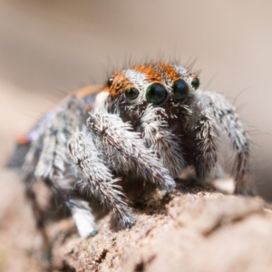 Maratus calcitrans at Watson, ACT - suppressed