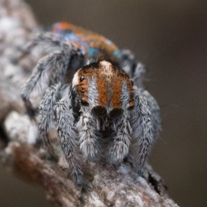 Maratus calcitrans at Watson, ACT - 30 Oct 2022