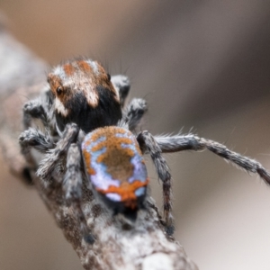 Maratus calcitrans at Watson, ACT - suppressed