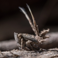 Fulgoroidea (superfamily) (Unidentified fulgoroid planthopper) at Watson, ACT - 30 Oct 2022 by patrickcox