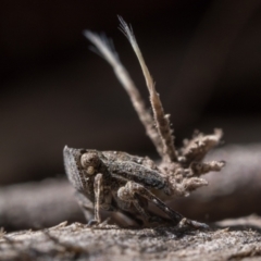 Fulgoroidea sp. (superfamily) (Unidentified fulgoroid planthopper) at Mount Majura - 29 Oct 2022 by patrickcox