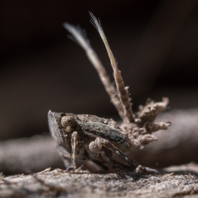 Fulgoroidea sp. (superfamily) (Unidentified fulgoroid planthopper) at Watson, ACT - 29 Oct 2022 by patrickcox