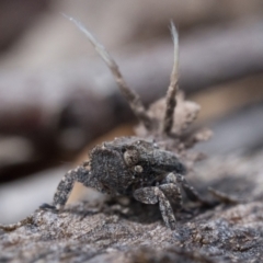 Fulgoroidea sp. (superfamily) at Watson, ACT - 30 Oct 2022