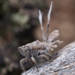 Fulgoroidea sp. (superfamily) at Watson, ACT - 30 Oct 2022