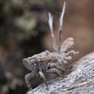 Fulgoroidea sp. (superfamily) at Watson, ACT - 30 Oct 2022