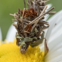 Heliocosma (genus - immature) (A tortrix or leafroller moth) at Aarons Farm - 30 Oct 2022 by patrickcox