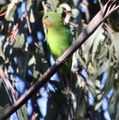Polytelis swainsonii (Superb Parrot) at Hughes, ACT - 30 Oct 2022 by LisaH