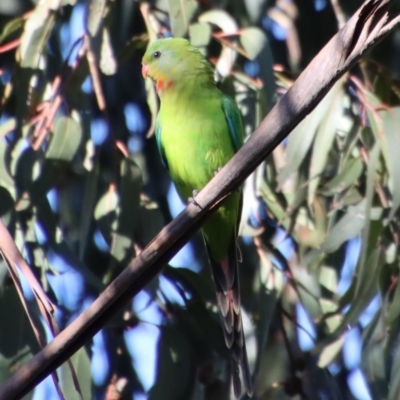 Polytelis swainsonii (Superb Parrot) at Hughes Grassy Woodland - 30 Oct 2022 by LisaH