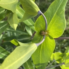 Euphorbia lathyris (Caper Spurge) at Harrietville, VIC - 30 Oct 2022 by jks