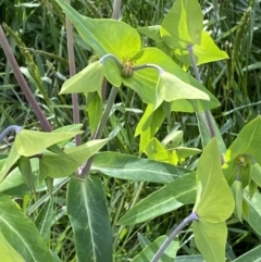 Euphorbia lathyris at Harrietville, VIC - 30 Oct 2022 05:18 PM