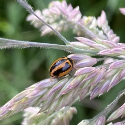 Micraspis frenata (Striped Ladybird) at Alpine Shire - 30 Oct 2022 by jksmits