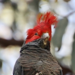 Callocephalon fimbriatum (Gang-gang Cockatoo) at Red Hill to Yarralumla Creek - 30 Oct 2022 by LisaH