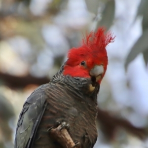 Callocephalon fimbriatum at Hughes, ACT - 30 Oct 2022