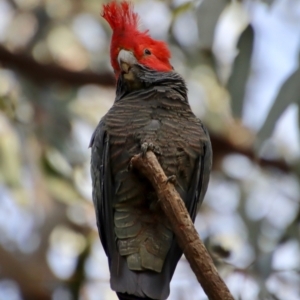 Callocephalon fimbriatum at Hughes, ACT - 30 Oct 2022