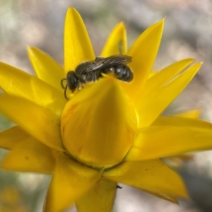 Lasioglossum (Chilalictus) sp. (genus & subgenus) at Yarralumla, ACT - 30 Oct 2022 03:31 PM