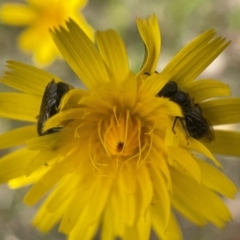 Lasioglossum (Chilalictus) sp. (genus & subgenus) at Yarralumla, ACT - 30 Oct 2022