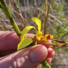 Diuris sulphurea (Tiger Orchid) at Bungendore, NSW - 30 Oct 2022 by clarehoneydove