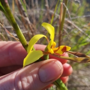 Diuris sulphurea at Bungendore, NSW - suppressed