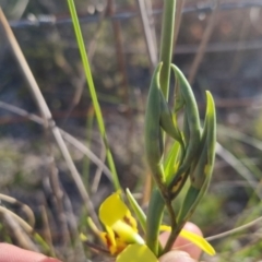 Diuris sulphurea at Bungendore, NSW - suppressed