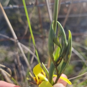 Diuris sulphurea at Bungendore, NSW - suppressed