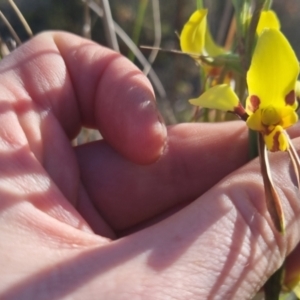 Diuris sulphurea at Bungendore, NSW - suppressed