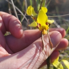 Diuris sulphurea at Bungendore, NSW - suppressed