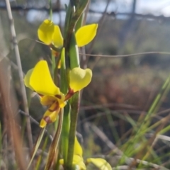 Diuris sulphurea at Bungendore, NSW - suppressed