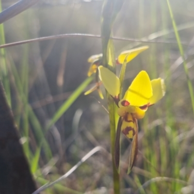 Diuris sulphurea (Tiger Orchid) at Bungendore, NSW - 30 Oct 2022 by clarehoneydove