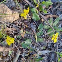 Goodenia hederacea subsp. hederacea (Ivy Goodenia, Forest Goodenia) at Bungendore, NSW - 29 Oct 2022 by clarehoneydove