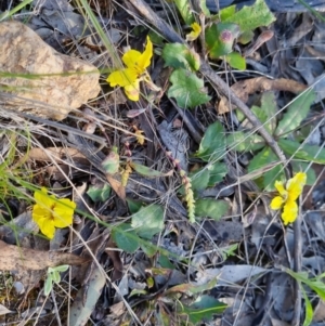 Goodenia hederacea subsp. hederacea at Bungendore, NSW - 29 Oct 2022