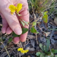 Goodenia hederacea subsp. hederacea at Bungendore, NSW - 29 Oct 2022