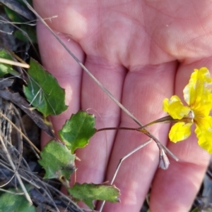 Goodenia hederacea subsp. hederacea at Bungendore, NSW - 29 Oct 2022 05:39 PM