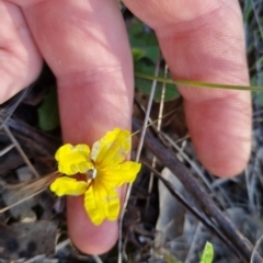 Goodenia hederacea subsp. hederacea at Bungendore, NSW - 29 Oct 2022