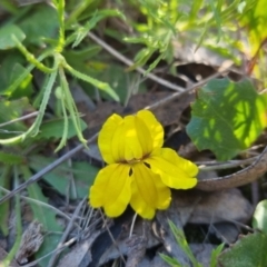 Goodenia hederacea subsp. hederacea at Bungendore, NSW - 29 Oct 2022 05:39 PM