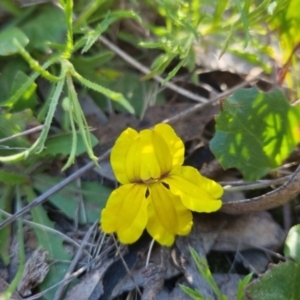 Goodenia hederacea subsp. hederacea at Bungendore, NSW - 29 Oct 2022