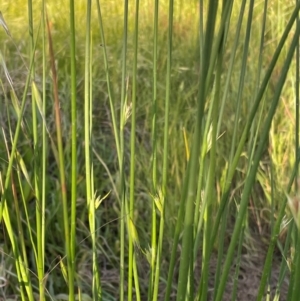 Juncus vaginatus at Griffith, ACT - 30 Oct 2022 07:04 PM