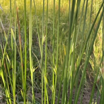 Juncus vaginatus (Clustered Rush) at Griffith, ACT - 30 Oct 2022 by AlexKirk