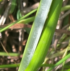 Juncus vaginatus at Griffith, ACT - 30 Oct 2022 07:04 PM