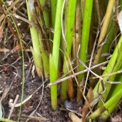 Juncus vaginatus at Griffith, ACT - 30 Oct 2022 07:04 PM