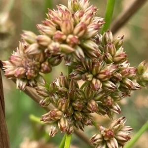 Juncus vaginatus at Griffith, ACT - 30 Oct 2022