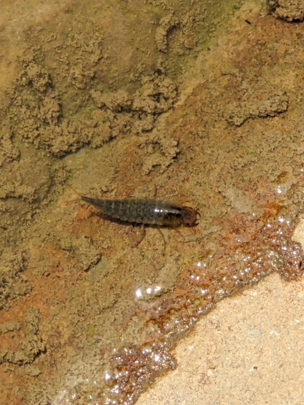 Dytiscidae (family) at Thurgoona, NSW - 30 Oct 2022