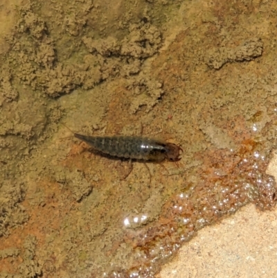 Dytiscidae (family) (Unidentified diving beetle) at Thurgoona, NSW - 30 Oct 2022 by ChrisAllen