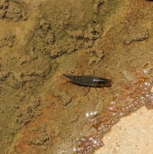 Dytiscidae (family) at Thurgoona, NSW - 30 Oct 2022