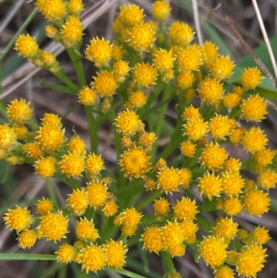 Chrysocephalum semipapposum (Clustered Everlasting) at Griffith Woodland - 30 Oct 2022 by AlexKirk