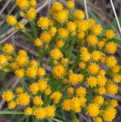Chrysocephalum semipapposum (Clustered Everlasting) at Griffith, ACT - 30 Oct 2022 by AlexKirk